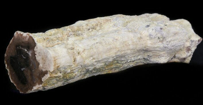 Petrified Wood Limb - Nevada #42118